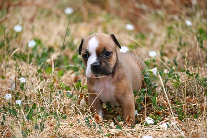 Beautiful world Des Symphonies d'arlequin Femelle Bulldog continental