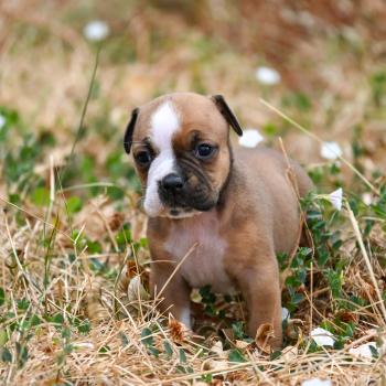 chiot Bulldog continental fauve Beautiful world Elevage des Symphonies d'arlequin