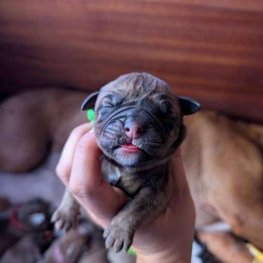 chiot Bulldog continental Elevage des Symphonies d'arlequin