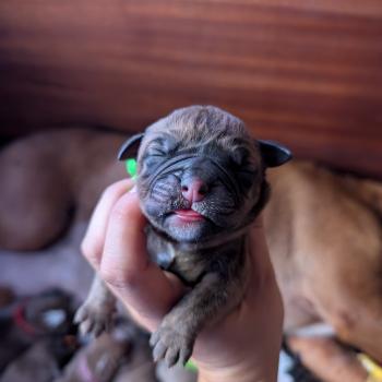 chiot Bulldog continental Elevage des Symphonies d'arlequin