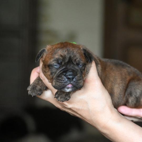 chiot Bulldog continental bringé Beautiful Love Elevage des Symphonies d'arlequin