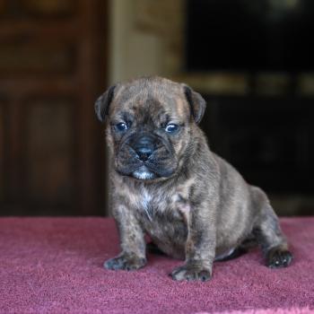 chiot Bulldog continental bringé Beautiful Love Elevage des Symphonies d'arlequin