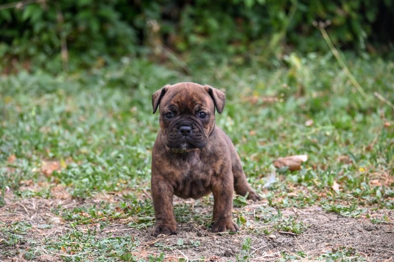 Beautiful Love Des Symphonies d'arlequin Femelle Bulldog continental