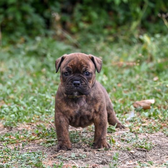 chiot Bulldog continental bringé Beautiful Love Elevage des Symphonies d'arlequin