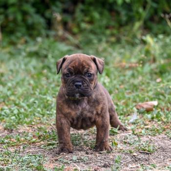 chiot Bulldog continental bringé Beautiful Love Elevage des Symphonies d'arlequin