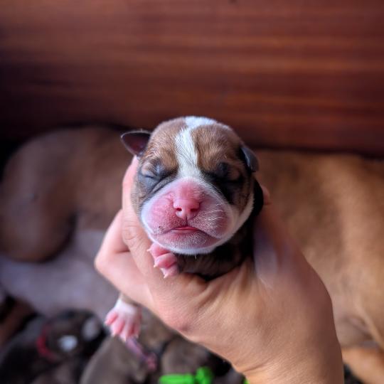 chiot Bulldog continental Elevage des Symphonies d'arlequin