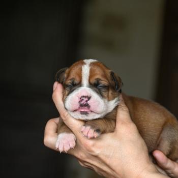 chiot Bulldog continental fauve Beautiful Life Elevage des Symphonies d'arlequin