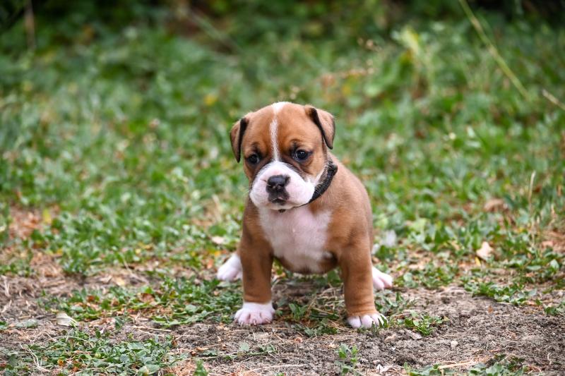 Beautiful Life Des Symphonies d'arlequin Femelle Bulldog continental