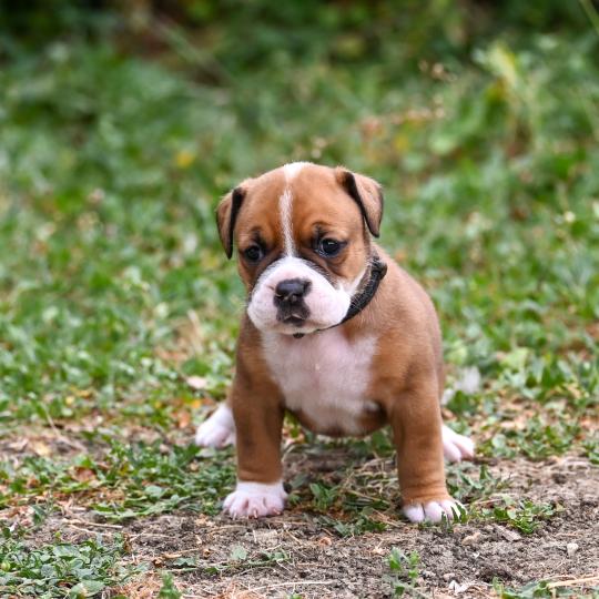 chiot Bulldog continental fauve Beautiful Life Elevage des Symphonies d'arlequin