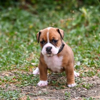 chiot Bulldog continental fauve Beautiful Life Elevage des Symphonies d'arlequin