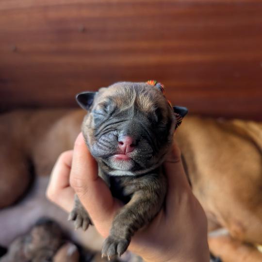 chiot Bulldog continental Elevage des Symphonies d'arlequin