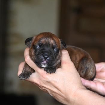 chiot Bulldog continental bringé Beautiful Times Elevage des Symphonies d'arlequin
