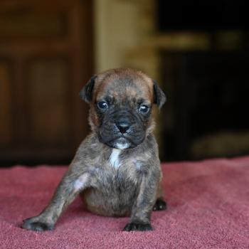 chiot Bulldog continental bringé Beautiful Times Elevage des Symphonies d'arlequin