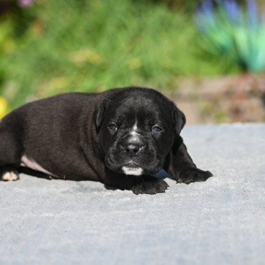 chiot Bulldog continental noir A little love Elevage des Symphonies d'arlequin