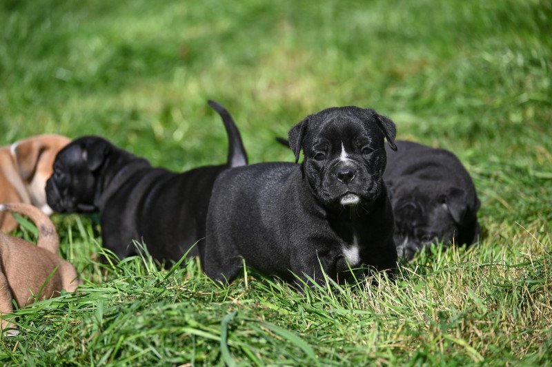 A little love Des Symphonies d'arlequin Mâle Bulldog continental A little love Des Symphonies d'arlequin Mâle Bulldog continental