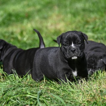 A little love Des Symphonies d'arlequin Mâle Bulldog continental