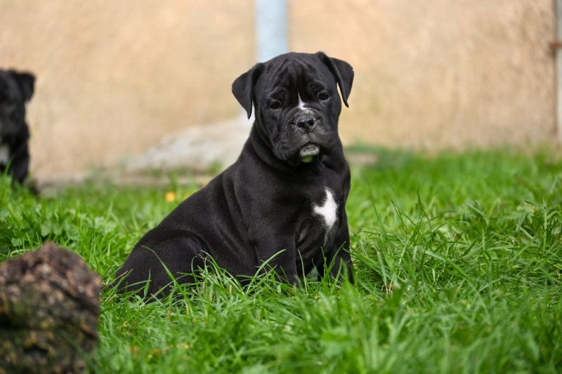 A little love Des Symphonies d'arlequin Mâle Bulldog continental