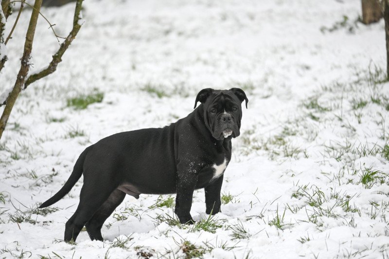 A little love Des Symphonies d'arlequin Mâle Bulldog continental