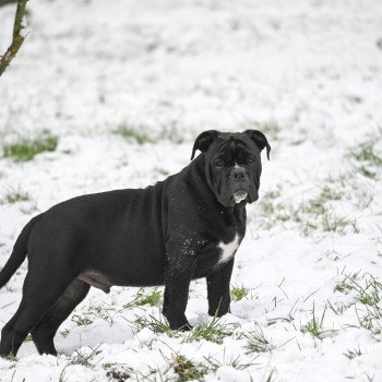 chiot Bulldog continental noir A little love Elevage des Symphonies d'arlequin