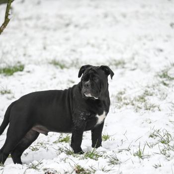 chiot Bulldog continental noir A little love Elevage des Symphonies d'arlequin