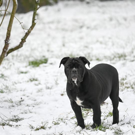 chiot Bulldog continental noir A little love Elevage des Symphonies d'arlequin
