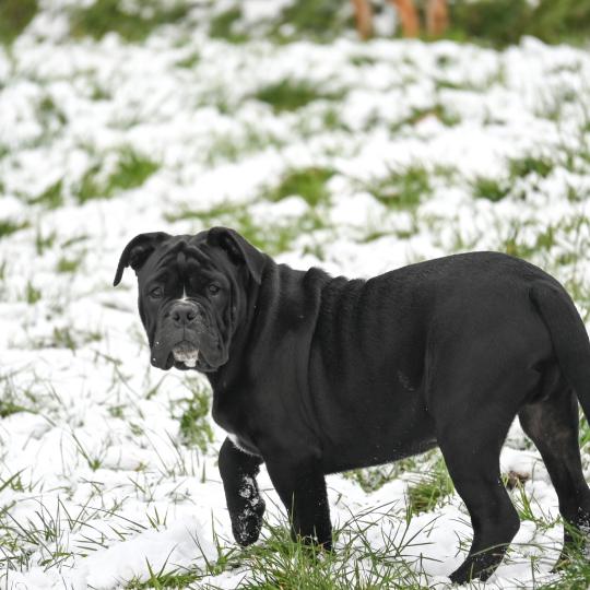 chiot Bulldog continental noir A little love Elevage des Symphonies d'arlequin