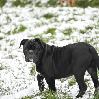 chiot Bulldog continental noir A little love Elevage des Symphonies d'arlequin