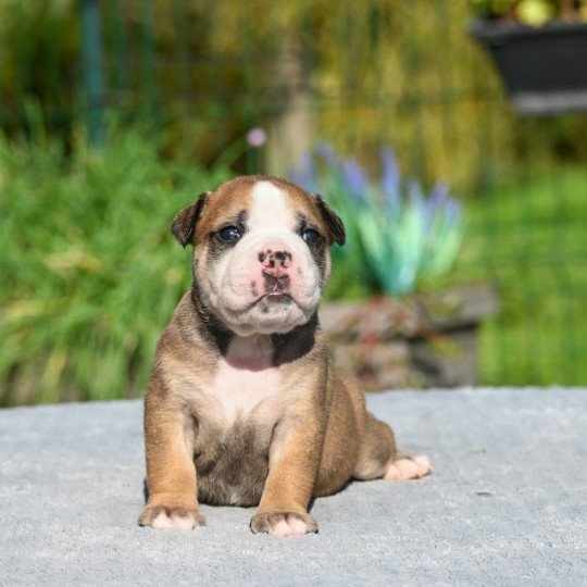 chiot Bulldog continental fauve A little mercy Elevage des Symphonies d'arlequin