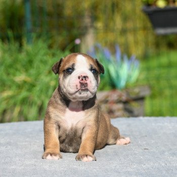 chiot Bulldog continental fauve A little mercy Elevage des Symphonies d'arlequin chiot Bulldog continental fauve A little mercy Elevage des Symphonies d'arlequin