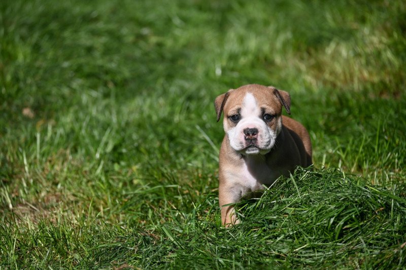 A little mercy Des Symphonies d'arlequin Femelle Bulldog continental A little mercy Des Symphonies d'arlequin Femelle Bulldog continental