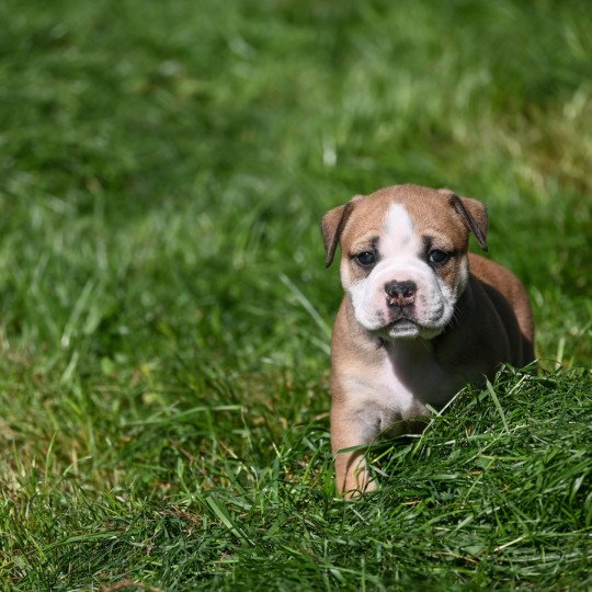 A little mercy Des Symphonies d'arlequin Femelle Bulldog continental