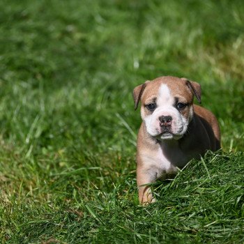 chiot Bulldog continental fauve A little mercy Elevage des Symphonies d'arlequin chiot Bulldog continental fauve A little mercy Elevage des Symphonies d'arlequin