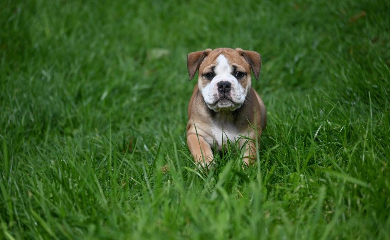 A little mercy Des Symphonies d'arlequin Femelle Bulldog continental
