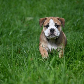 chiot Bulldog continental fauve A little mercy Elevage des Symphonies d'arlequin