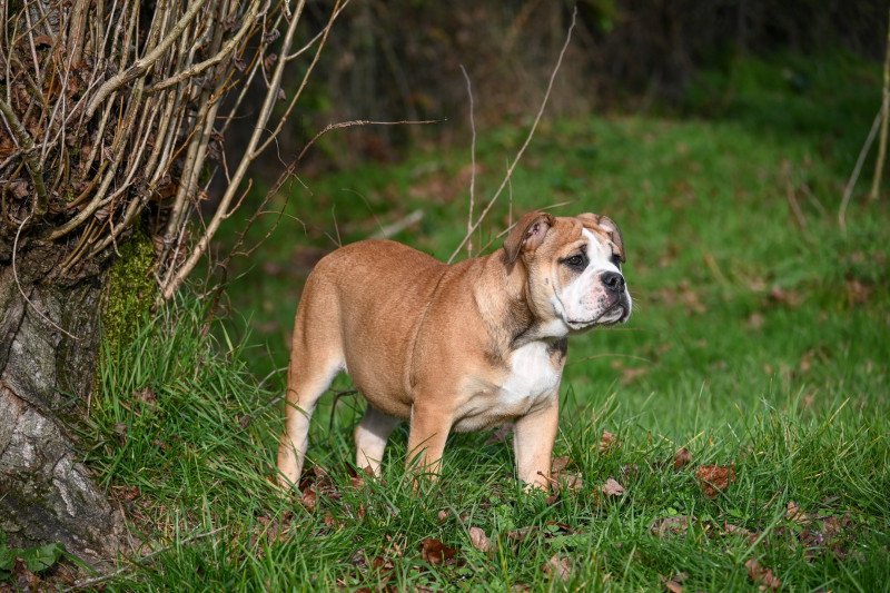 A little mercy Des Symphonies d'arlequin Femelle Bulldog continental