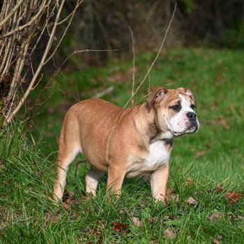 chiot Bulldog continental fauve A little mercy Elevage des Symphonies d'arlequin