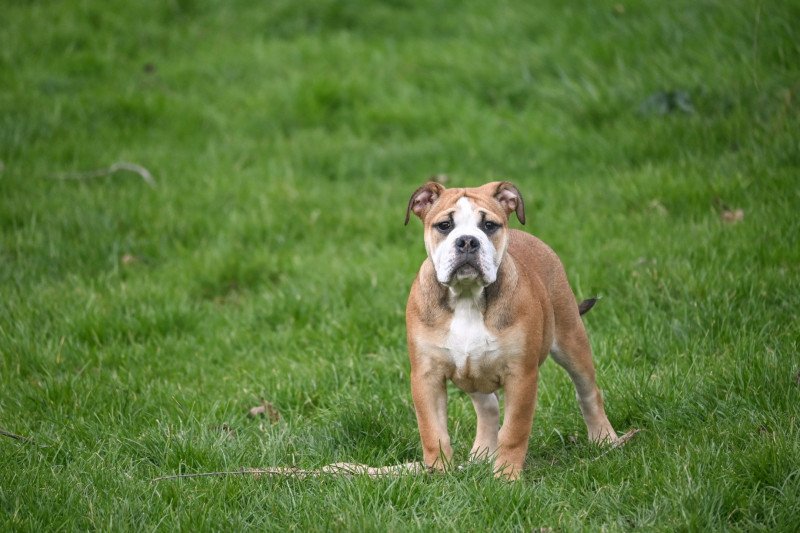 A little mercy Des Symphonies d'arlequin Femelle Bulldog continental