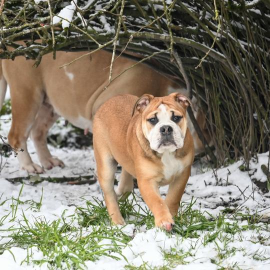 chiot Bulldog continental fauve A little mercy Elevage des Symphonies d'arlequin