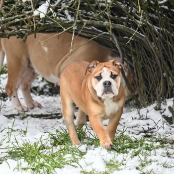 chiot Bulldog continental fauve A little mercy Elevage des Symphonies d'arlequin