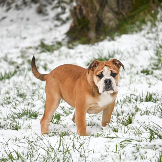 chiot Bulldog continental fauve A little mercy Elevage des Symphonies d'arlequin