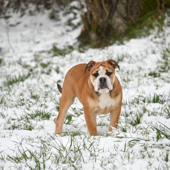 chiot Bulldog continental fauve A little mercy Elevage des Symphonies d'arlequin