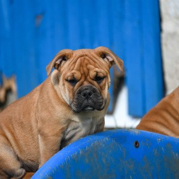 chiot Bulldog continental fauve After sunset Elevage des Symphonies d'arlequin