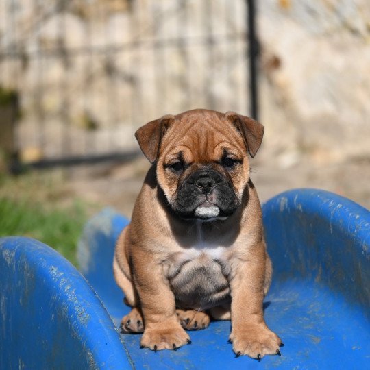 chiot Bulldog continental fauve After the rain Elevage des Symphonies d'arlequin