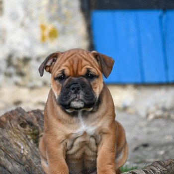 chiot Bulldog continental fauve After the rain Elevage des Symphonies d'arlequin chiot Bulldog continental fauve After the rain Elevage des Symphonies d'arlequin
