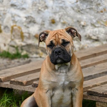 chien Bulldog continental fauve After the show Elevage des Symphonies d'arlequin chien Bulldog continental fauve After the show Elevage des Symphonies d'arlequin