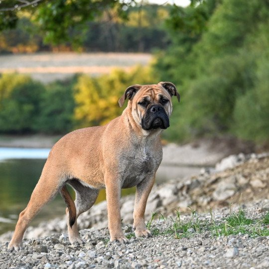 chien Bulldog continental fauve After the show "Alma" Elevage des Symphonies d'arlequin
