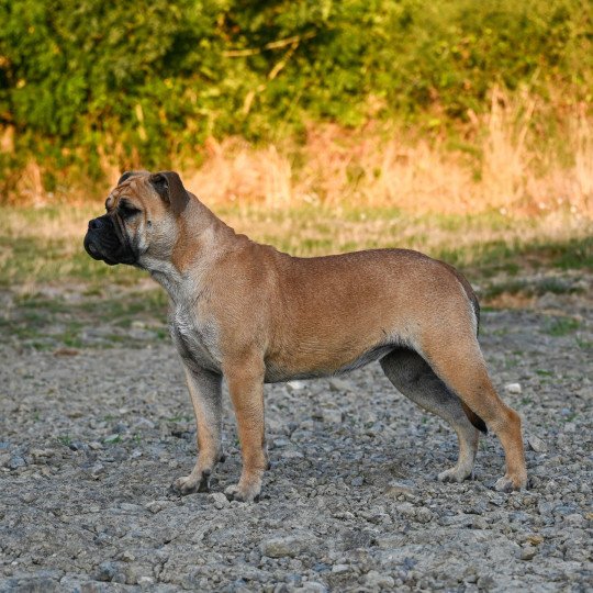 chien Bulldog continental fauve After the show "Alma" Elevage des Symphonies d'arlequin