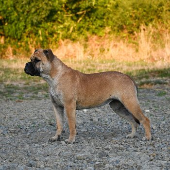 chien Bulldog continental fauve After the show "Alma" Elevage des Symphonies d'arlequin chien Bulldog continental fauve After the show "Alma" Elevage des Symphonies d'arlequin