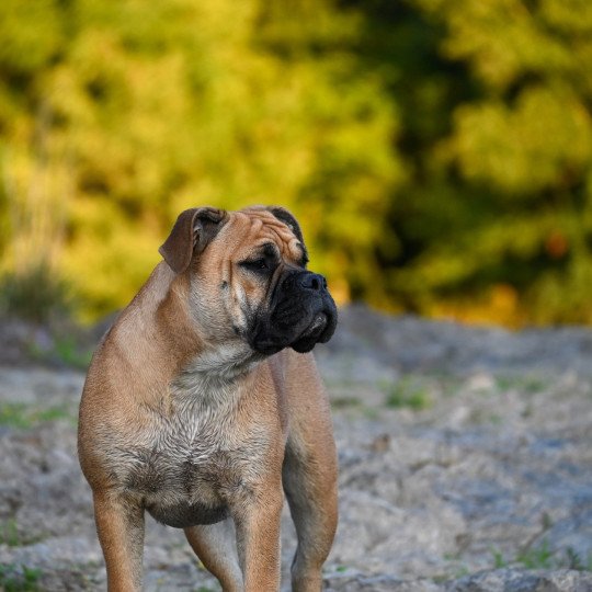 chien Bulldog continental fauve After the show "Alma" Elevage des Symphonies d'arlequin