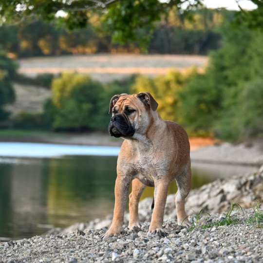 chien Bulldog continental fauve After the show "Alma" Elevage des Symphonies d'arlequin